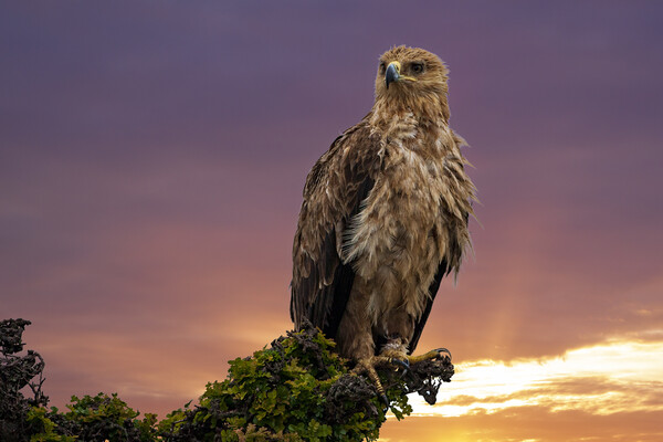 African Tawny Eagle Picture Board by Steve Smith