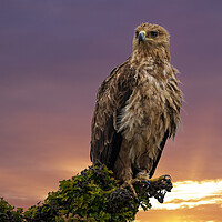Buy canvas prints of African Tawny Eagle by Steve Smith