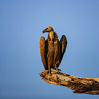 Buy canvas prints of Vulture by Steve Smith