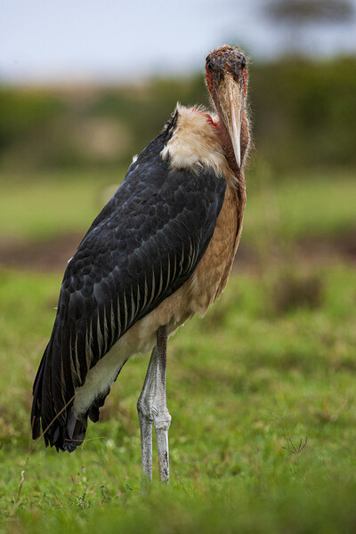 Marabou Stork Picture Board by Steve Smith