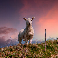 Buy canvas prints of Hebridean Lamb by Steve Smith