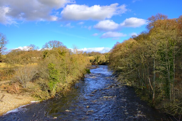 Majestic River Swale Flowing Through Easby Picture Board by Steve Smith