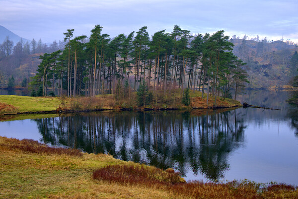 Tarn Hows Lake District Picture Board by Steve Smith
