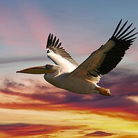 Buy canvas prints of Majestic Pelican in Flight by Steve Smith