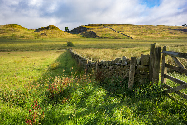 Views To Sycamore Gap Picture Board by Steve Smith