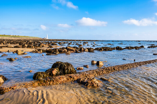 St Marys Lighthouse Picture Board by Steve Smith