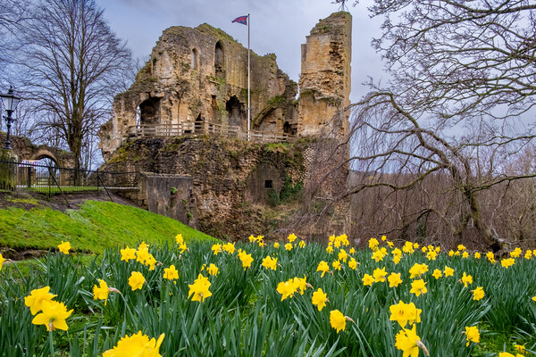 Knaresborough Castle Daffodils Picture Board by Steve Smith