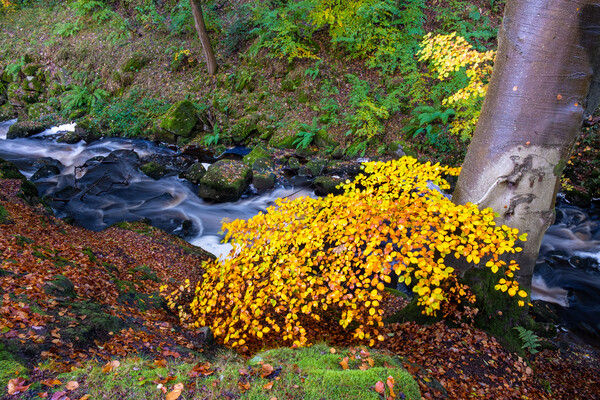 Enchanting Autumn at Padley Gorge Picture Board by Steve Smith