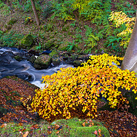 Buy canvas prints of Enchanting Autumn at Padley Gorge by Steve Smith