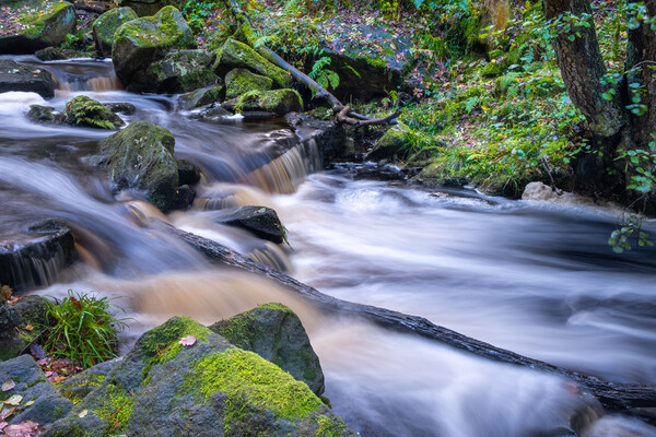 Padley Gorge Derbyshire Picture Board by Steve Smith