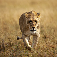 Buy canvas prints of Lioness by Steve Smith