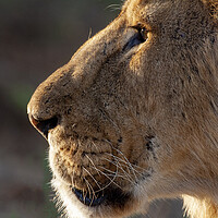 Buy canvas prints of Lioness by Steve Smith