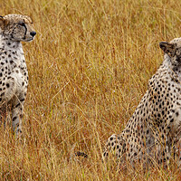 Buy canvas prints of Cheetahs by Steve Smith