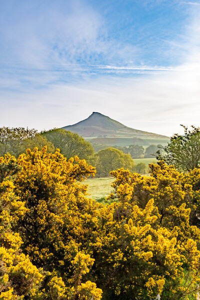 Roseberry Topping: Picturesque Hilltop Adventure. Picture Board by Steve Smith