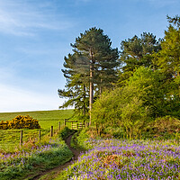 Buy canvas prints of Enchanting Newton Woods near Roseberry Topping by Steve Smith
