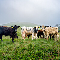 Buy canvas prints of Malham's Rustic Cattle Farming Experience by Steve Smith