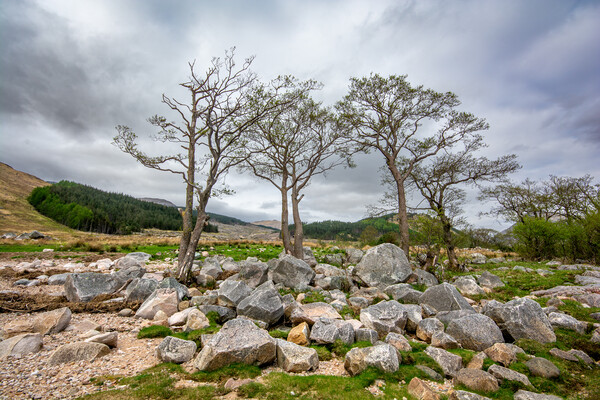 Captivating Loch Etive's Majestic Charm Picture Board by Steve Smith