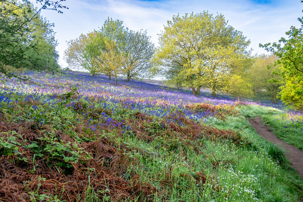 Exploring the Charm of North Yorkshire's Countryside Picture Board by Steve Smith