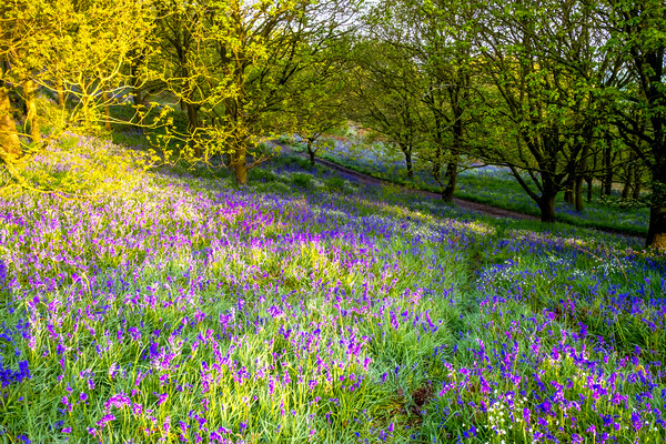 Discovering Natural Treasures in North Yorkshire's Woodland Picture Board by Steve Smith