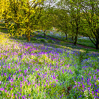 Buy canvas prints of Discovering Natural Treasures in North Yorkshire's Woodland by Steve Smith