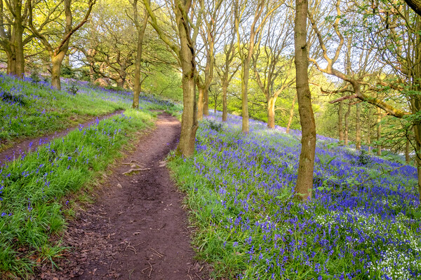 Tranquil Escape to North Yorkshire's Newton Woods Picture Board by Steve Smith
