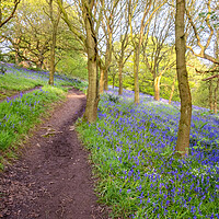 Buy canvas prints of Tranquil Escape to North Yorkshire's Newton Woods by Steve Smith