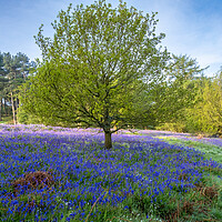 Buy canvas prints of Exploring the Beauty of Newton Woods by Steve Smith