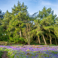 Buy canvas prints of Discover the Magic of Newton Woods by Steve Smith