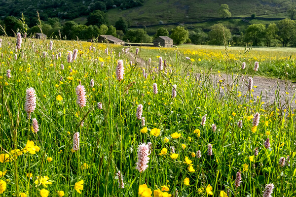 Wild Meadows At Muker Swaledale Picture Board by Steve Smith