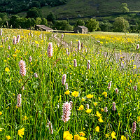 Buy canvas prints of Wild Meadows At Muker Swaledale by Steve Smith