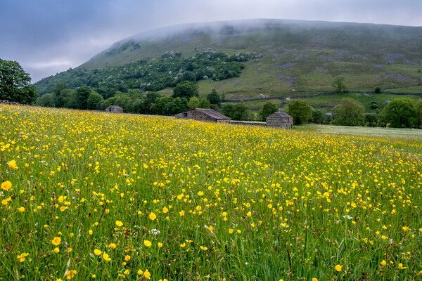 The Muker Buttercups Picture Board by Steve Smith