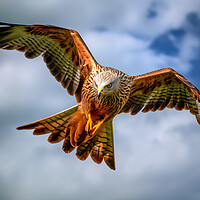Buy canvas prints of Red Kite In Flight by Steve Smith