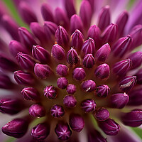 Buy canvas prints of Allium Close Up by Steve Smith