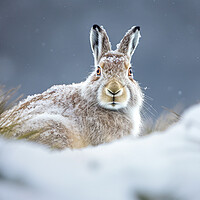 Buy canvas prints of The Mountain Hare by Steve Smith