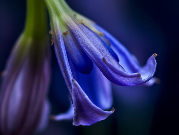 Bluebell Closeup Picture Board by Steve Smith
