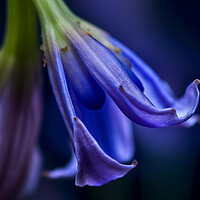 Buy canvas prints of Bluebell Closeup by Steve Smith