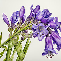 Buy canvas prints of Bluebell by Steve Smith