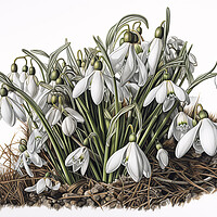 Buy canvas prints of Snowdrops by Steve Smith
