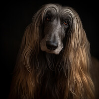 Buy canvas prints of Afghan Hound by Steve Smith