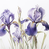 Buy canvas prints of Iris by Steve Smith