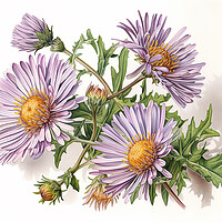 Buy canvas prints of Aster by Steve Smith