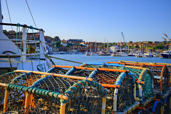 Whitby Lobster Pots Picture Board by Steve Smith