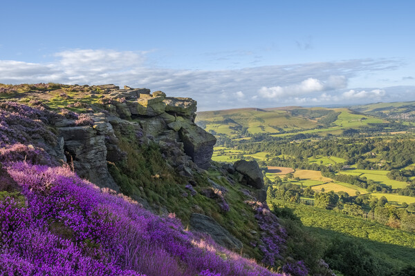 Bamford Edge Heather Picture Board by Steve Smith