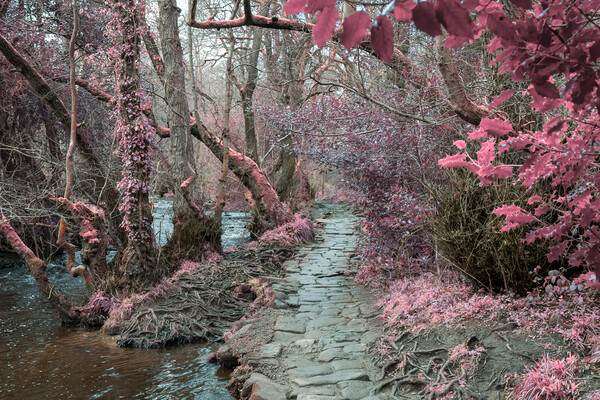 Rivelin Valley Infrared Picture Board by Steve Smith
