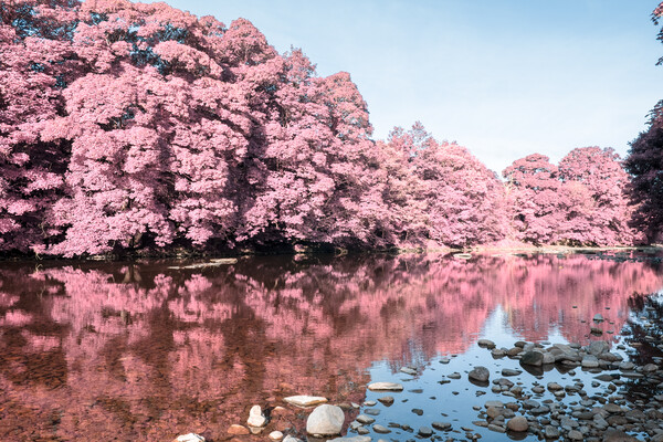 River Swale Richmond Infrared Picture Board by Steve Smith