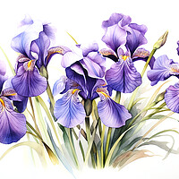 Buy canvas prints of Watercolour Irises by Steve Smith
