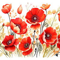 Buy canvas prints of Watercolour Poppies by Steve Smith