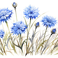 Buy canvas prints of Watercolour Cornflowers by Steve Smith