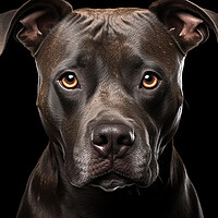 Buy canvas prints of Staffordshire Bull Terrier by Steve Smith