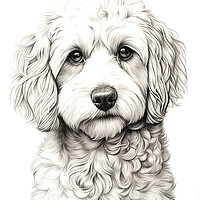 Buy canvas prints of Pencil Drawing Cockapoo by Steve Smith